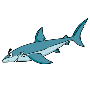 サメ（鮫）