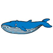 白長須鯨（シロナガスクジラ） 
